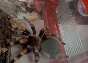 Tierrettung im Löschbezirk Nord