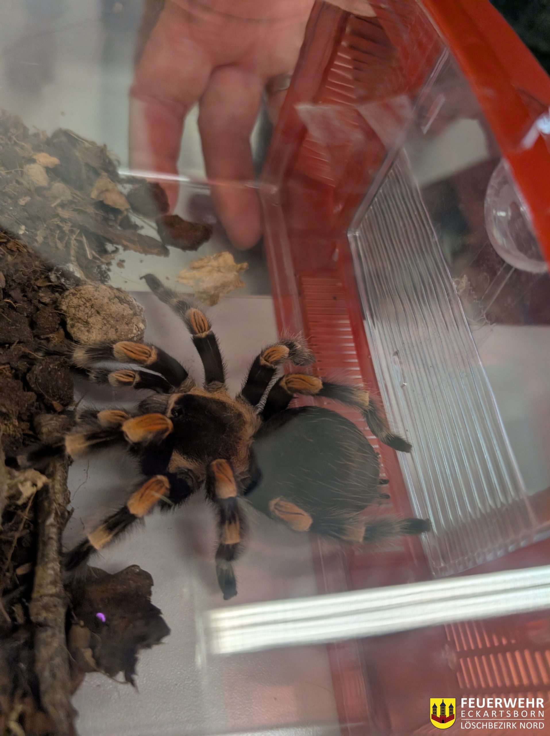 Tierrettung im Löschbezirk Nord